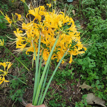 石蒜种植基地80万石蒜低价处理石蒜批发