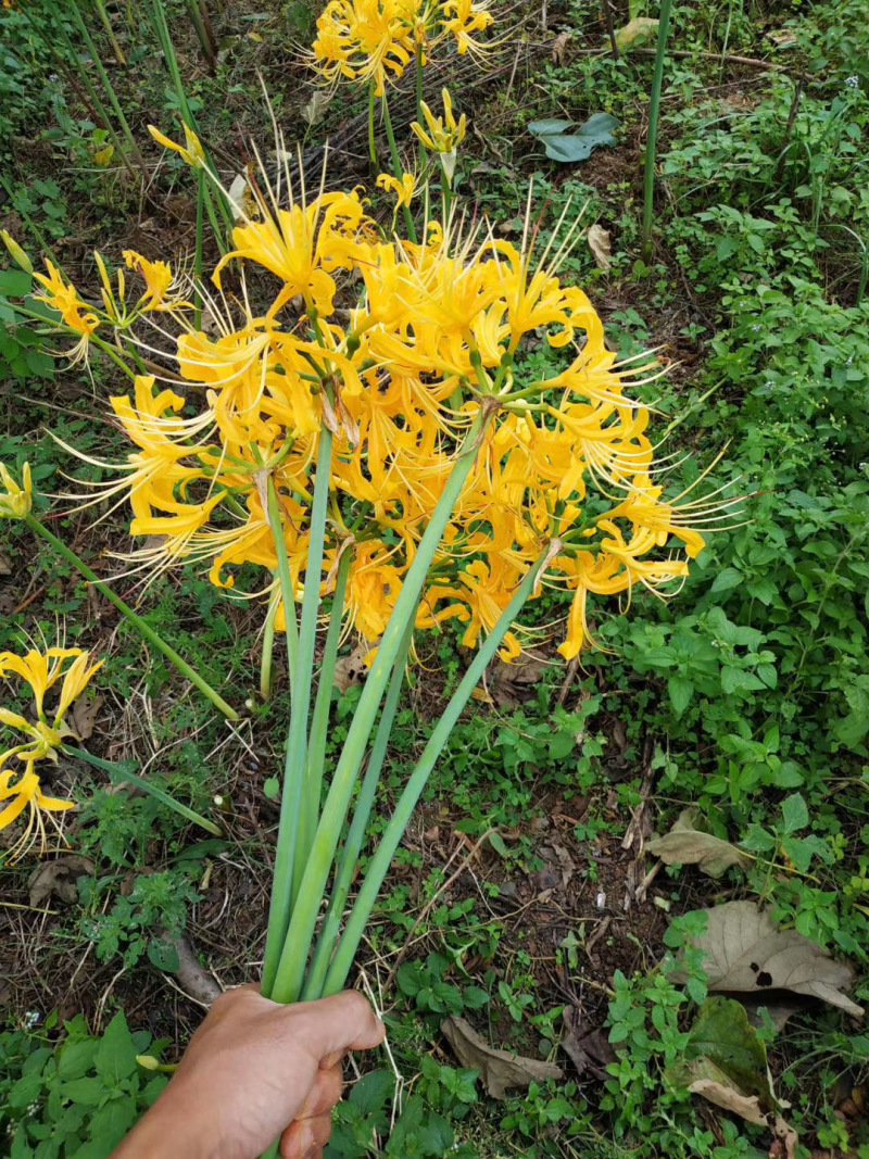 石蒜种植基地80万石蒜低价处理石蒜批发