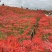 石蒜种植基地80万石蒜低价处理石蒜批发