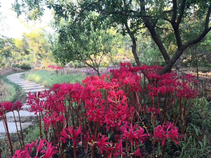 石蒜种植基地80万石蒜低价处理石蒜批发