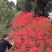 石蒜种植基地80万石蒜低价处理石蒜批发