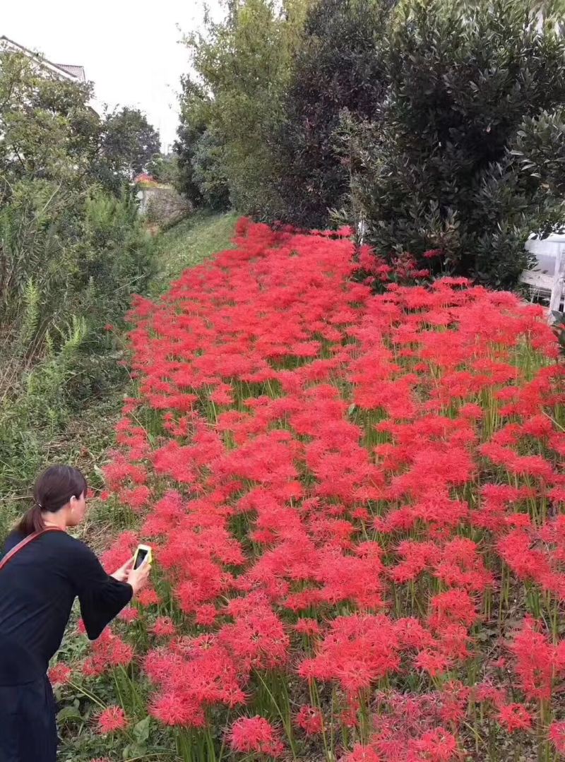 石蒜种植基地80万石蒜低价处理石蒜批发
