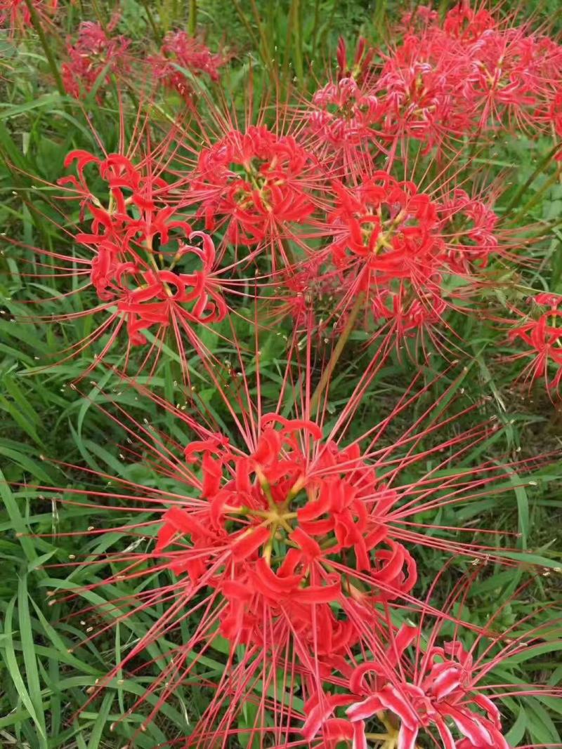 石蒜种植基地80万石蒜低价处理石蒜批发
