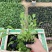 大滨菊种植基地80万大滨菊低价处理大滨菊