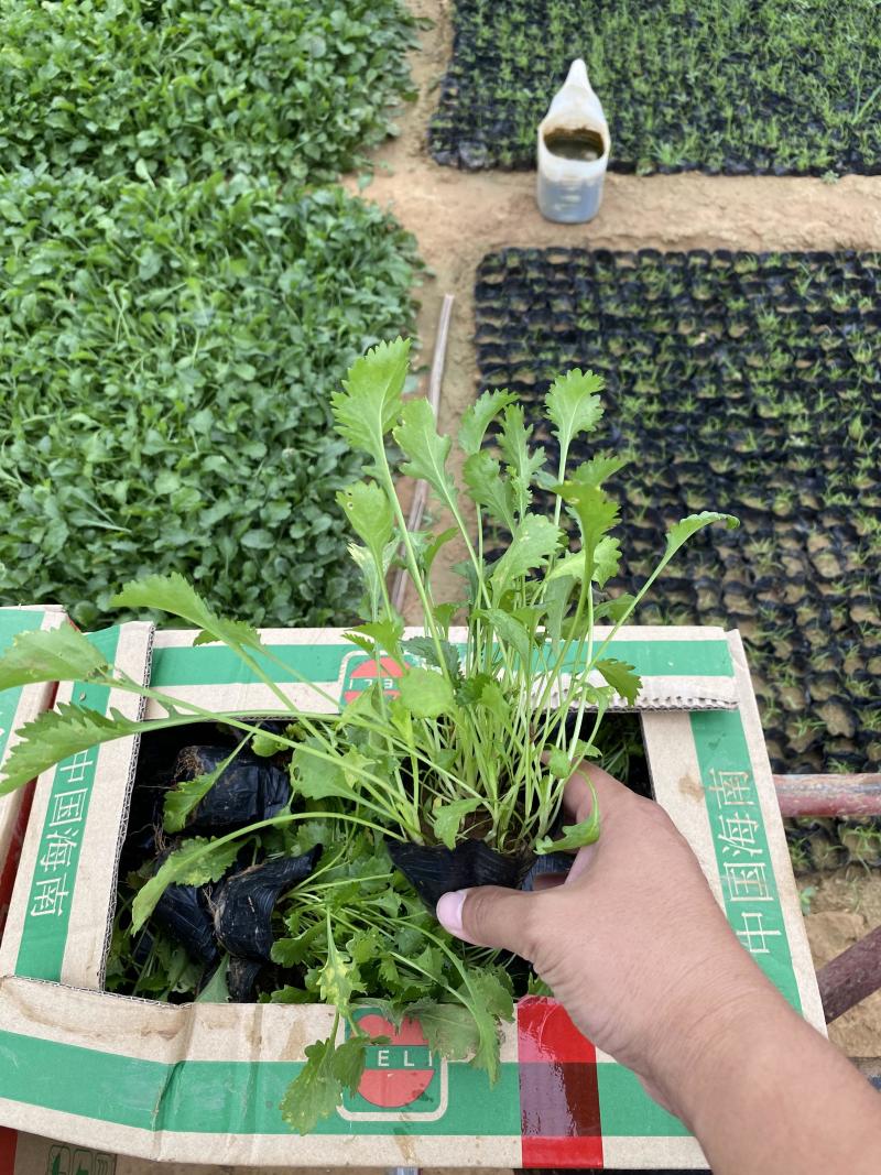 大滨菊种植基地80万大滨菊低价处理大滨菊