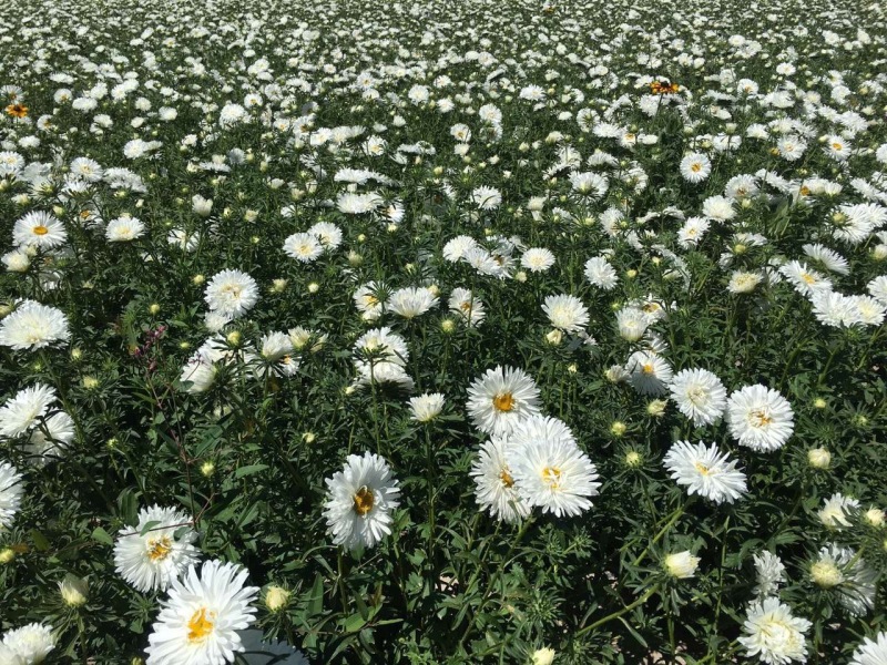 大滨菊种植基地80万大滨菊低价处理大滨菊