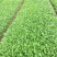 大滨菊种植基地80万大滨菊低价处理大滨菊