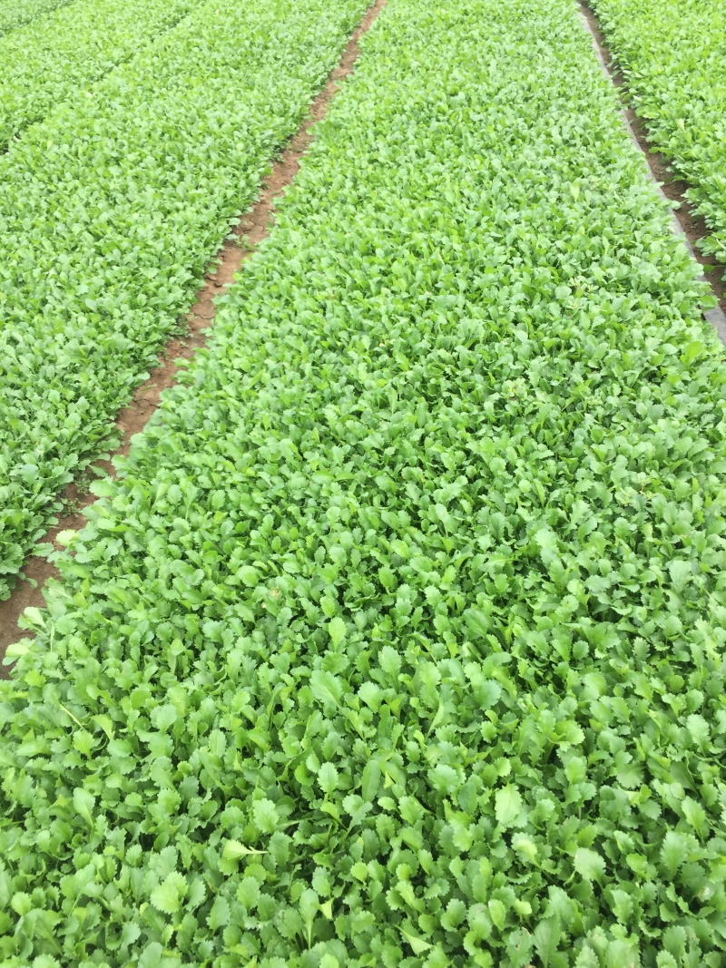 大滨菊种植基地80万大滨菊低价处理大滨菊