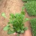 大滨菊种植基地80万大滨菊低价处理大滨菊
