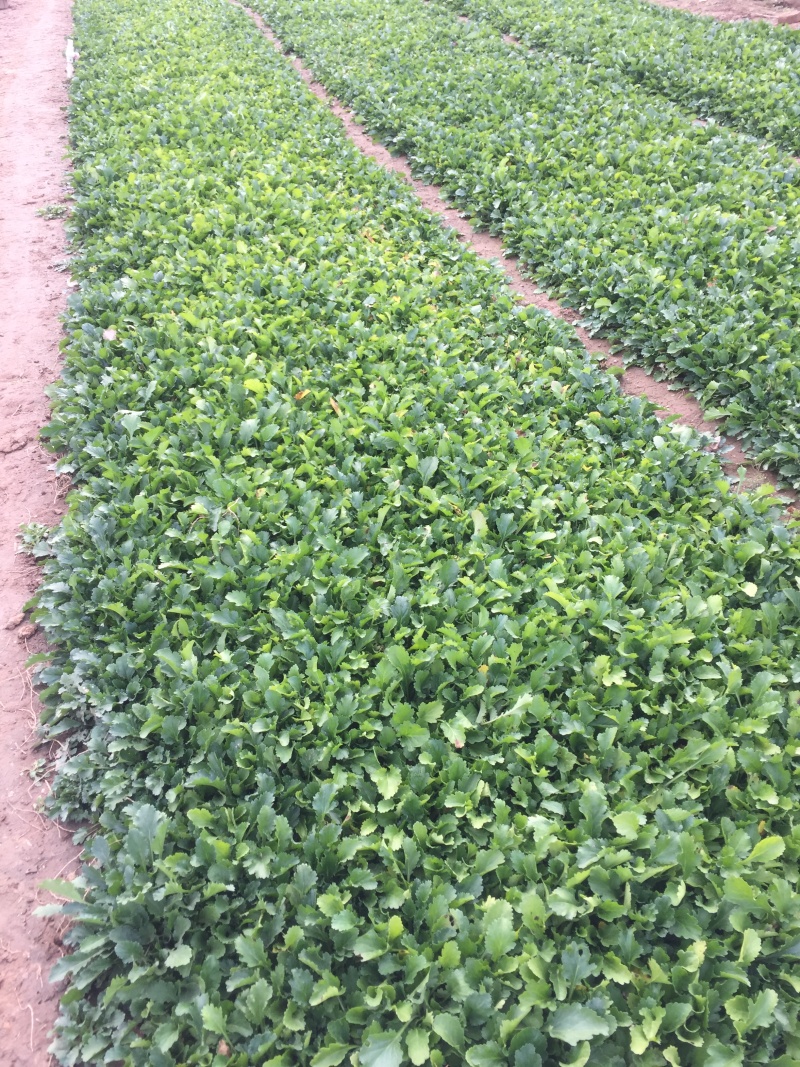 大滨菊种植基地80万大滨菊低价处理大滨菊