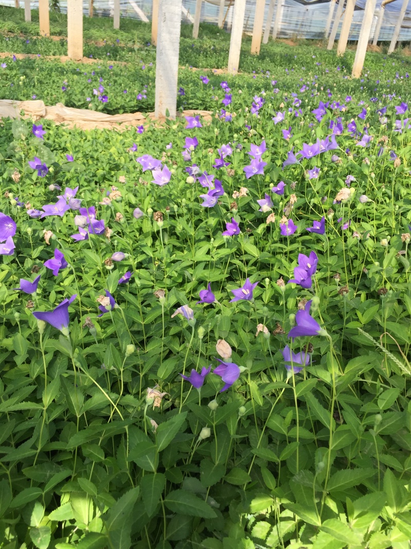桔梗种植基地桔梗自产自销60万桔梗低价处理