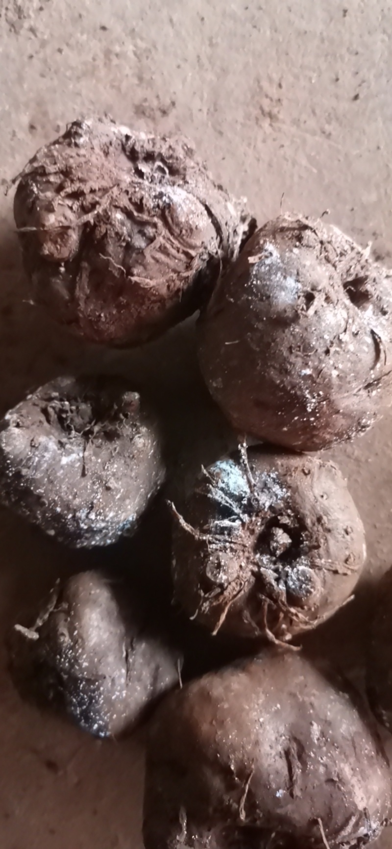 大量有货，花魔芋种子，免费提供种植技术，签回收合同