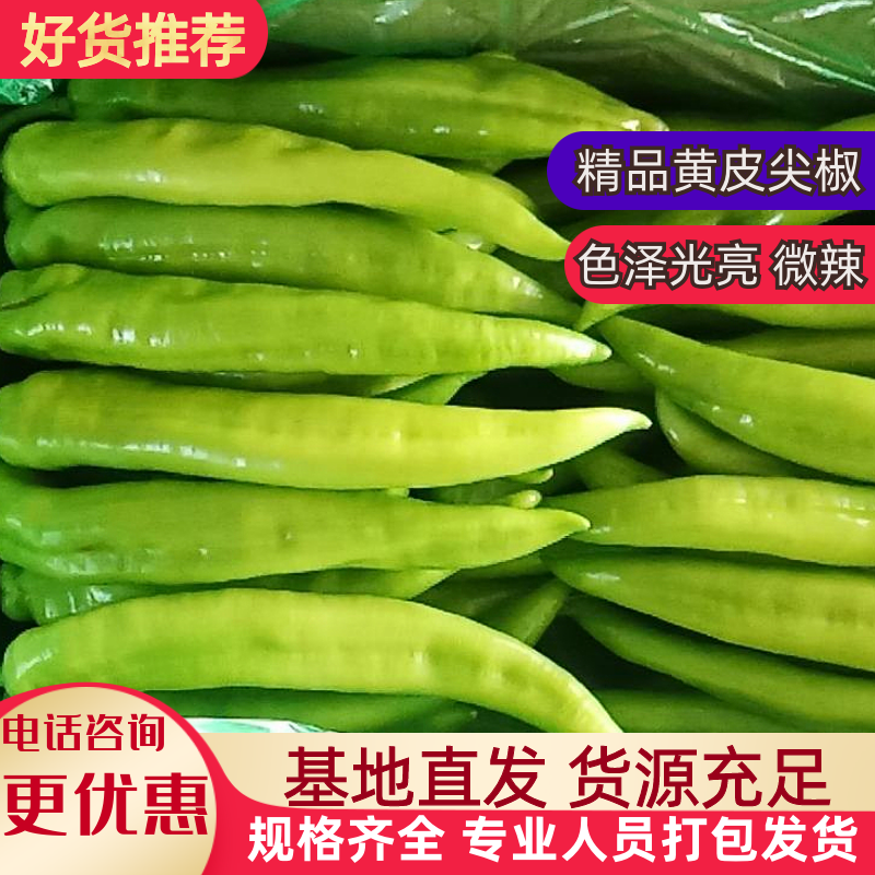 尖椒黄皮尖椒，产地直销，货源充足量大价优欢迎咨询