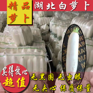精品白萝卜无黑圈无虫眼无夹心长度23-25