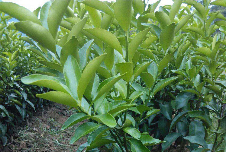 柑桔树枝条的生长结构示意图