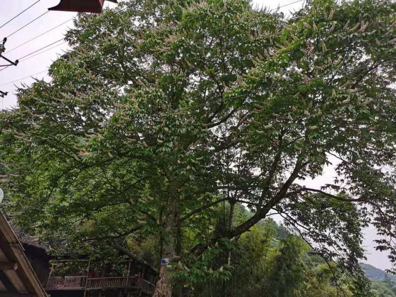 精品七叶树（摇钱树）观赏树木规模大品种全，免费技术指导