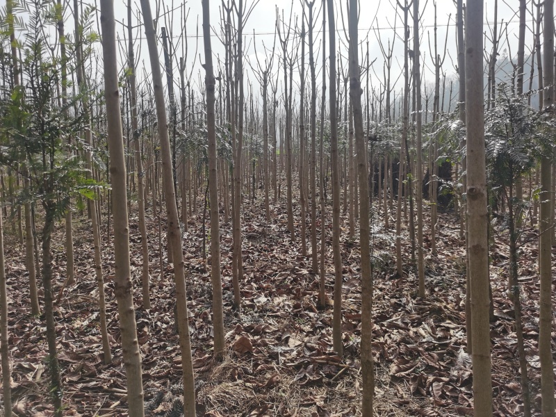 精品七叶树（摇钱树）观赏树木规模大品种全，免费技术指导