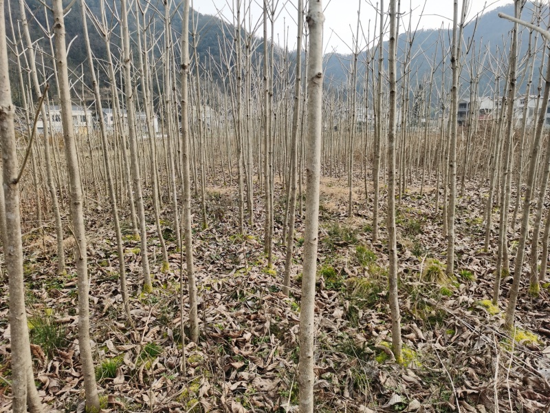 精品七叶树（摇钱树）观赏树木规模大品种全，免费技术指导