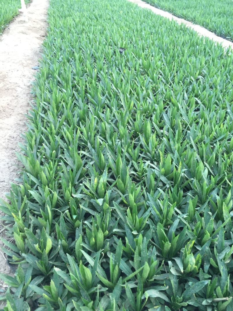 假龙自产自销假龙头800万低价处理。种植基地