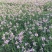 假龙自产自销假龙头800万低价处理。种植基地