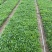 假龙自产自销假龙头800万低价处理。种植基地