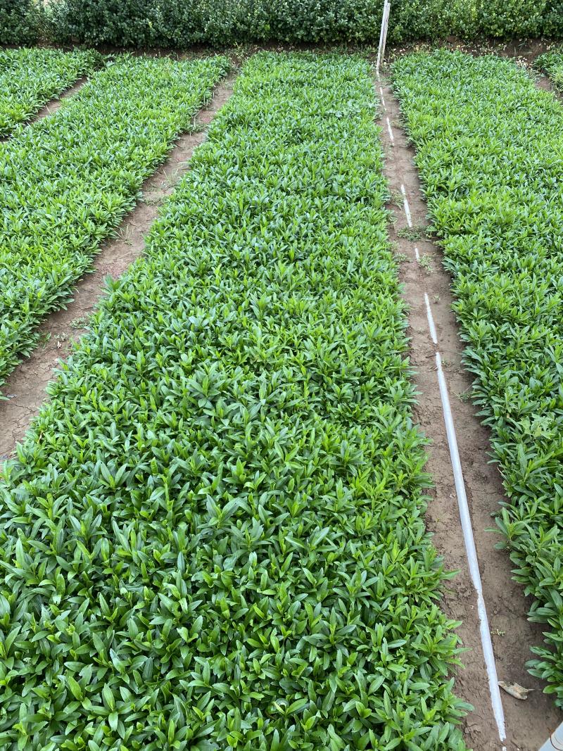 假龙自产自销假龙头800万低价处理。种植基地