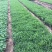 假龙自产自销假龙头800万低价处理。种植基地
