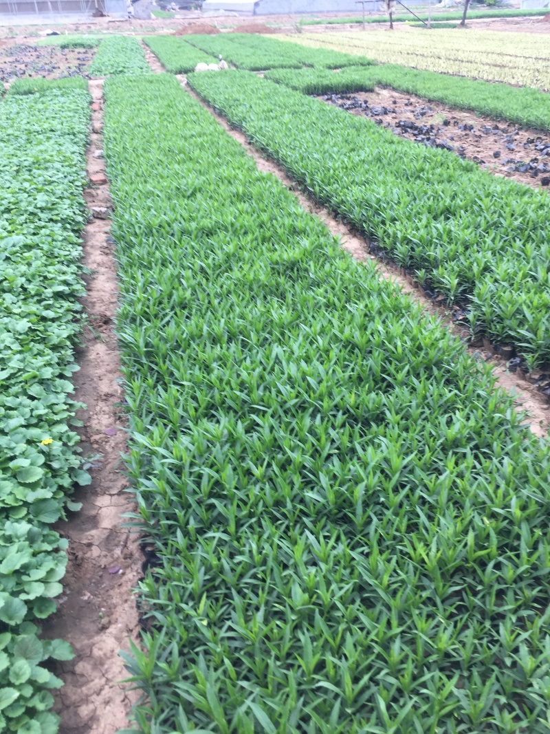 假龙自产自销假龙头800万低价处理。种植基地