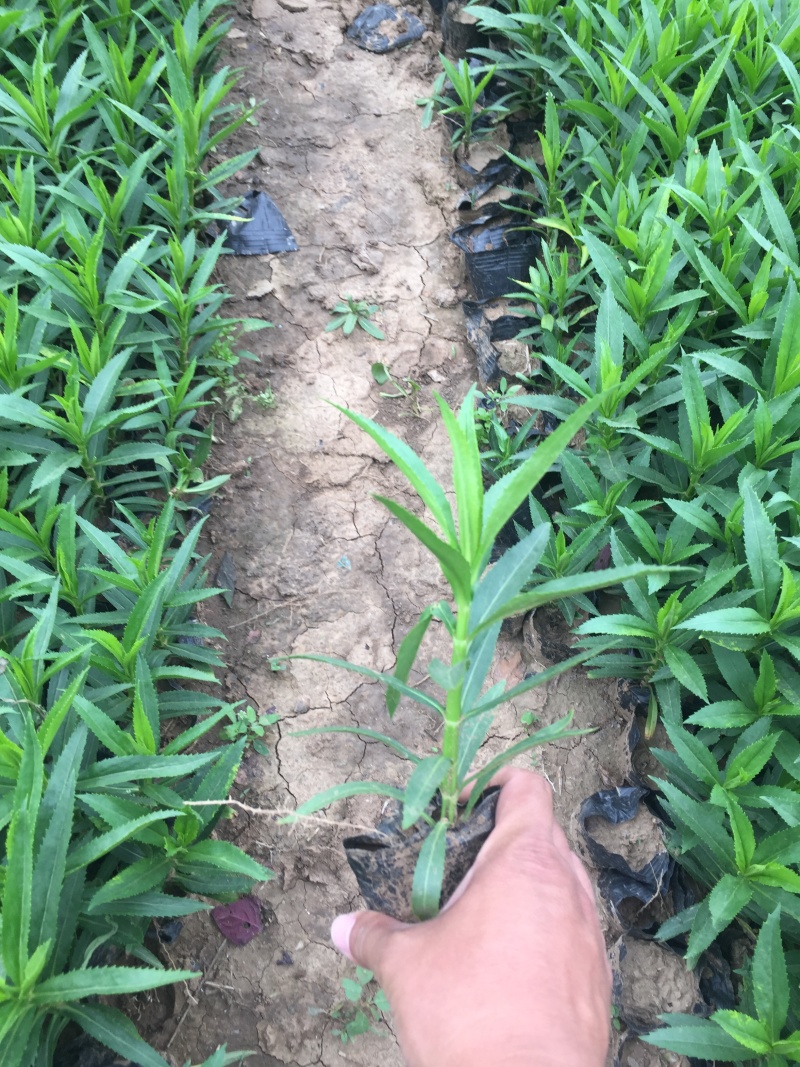 假龙自产自销假龙头800万低价处理。种植基地