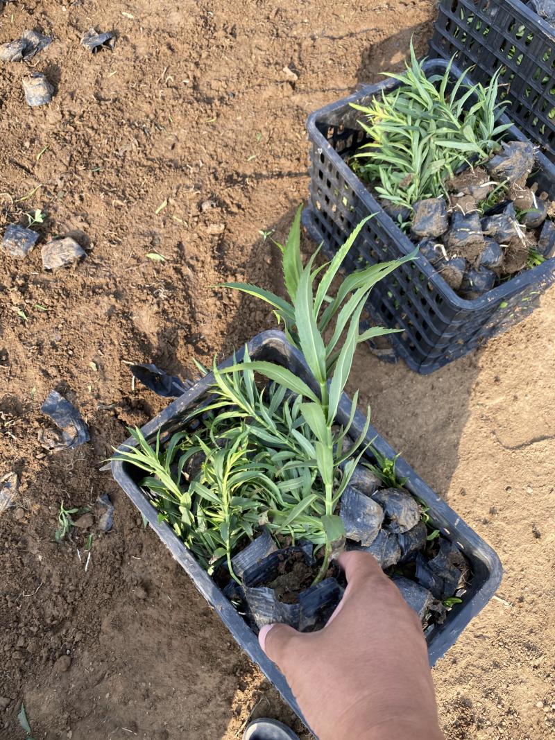 假龙自产自销假龙头800万低价处理。种植基地