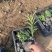 假龙自产自销假龙头800万低价处理。种植基地