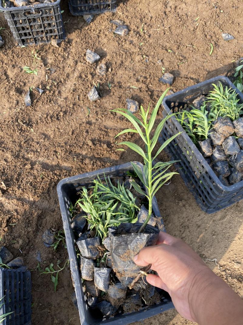假龙自产自销假龙头800万低价处理。种植基地