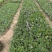 假龙自产自销假龙头800万低价处理。种植基地