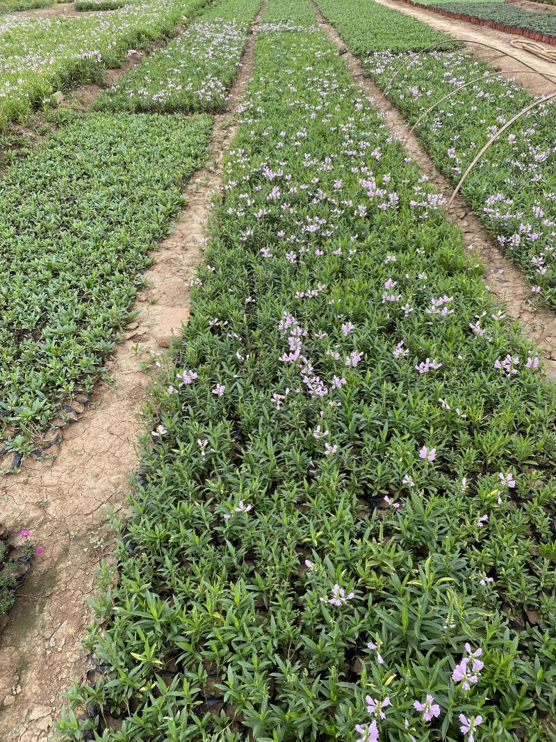 假龙自产自销假龙头800万低价处理。种植基地