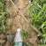 假龙自产自销假龙头800万低价处理。种植基地