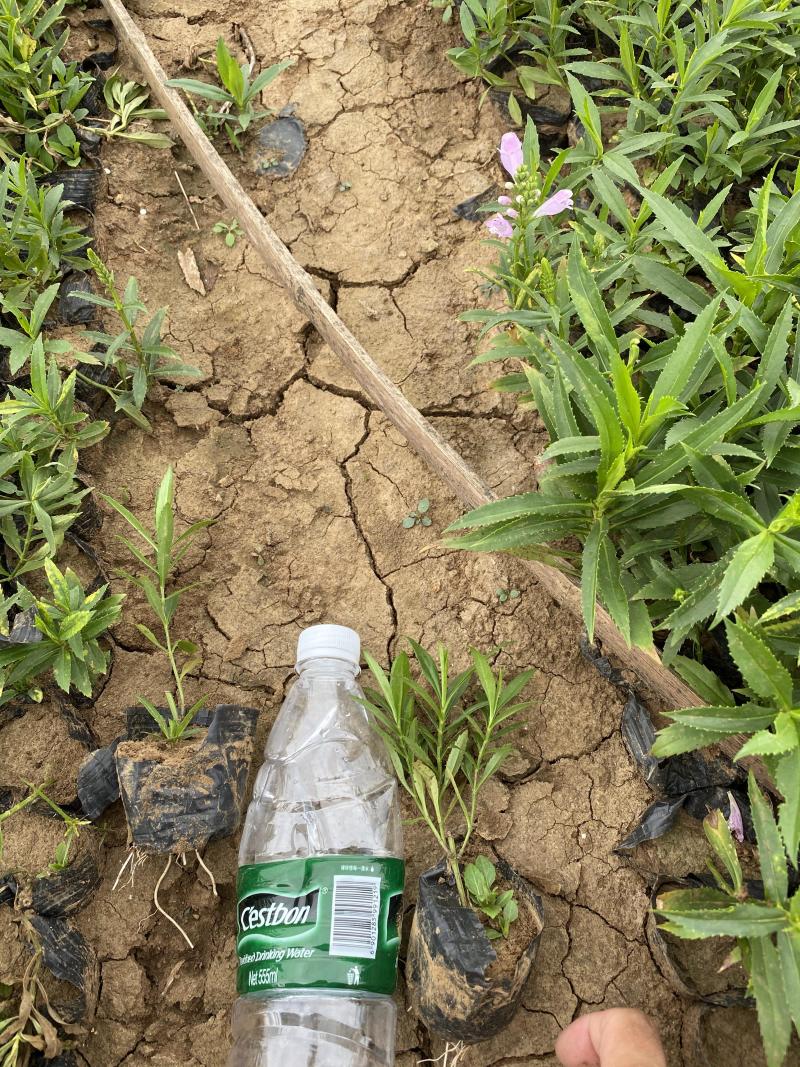 假龙自产自销假龙头800万低价处理。种植基地