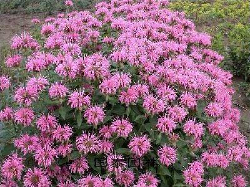 美国薄荷自产自销美国薄荷农户价格60万低价处理