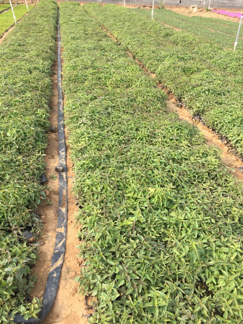 美国薄荷自产自销美国薄荷农户价格60万低价处理