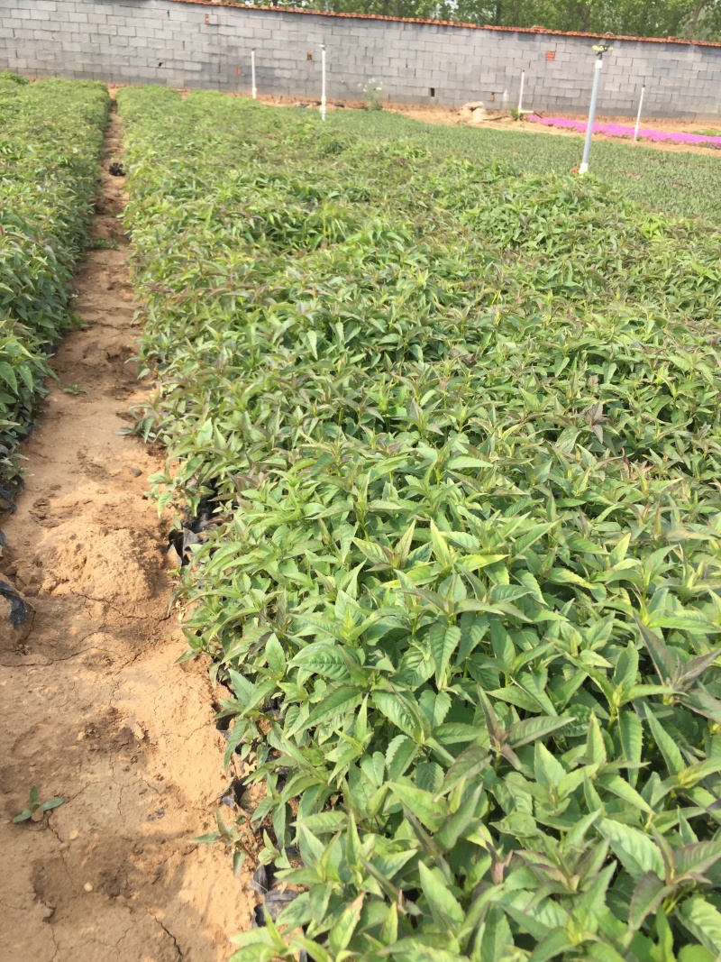 美国薄荷自产自销美国薄荷农户价格60万低价处理