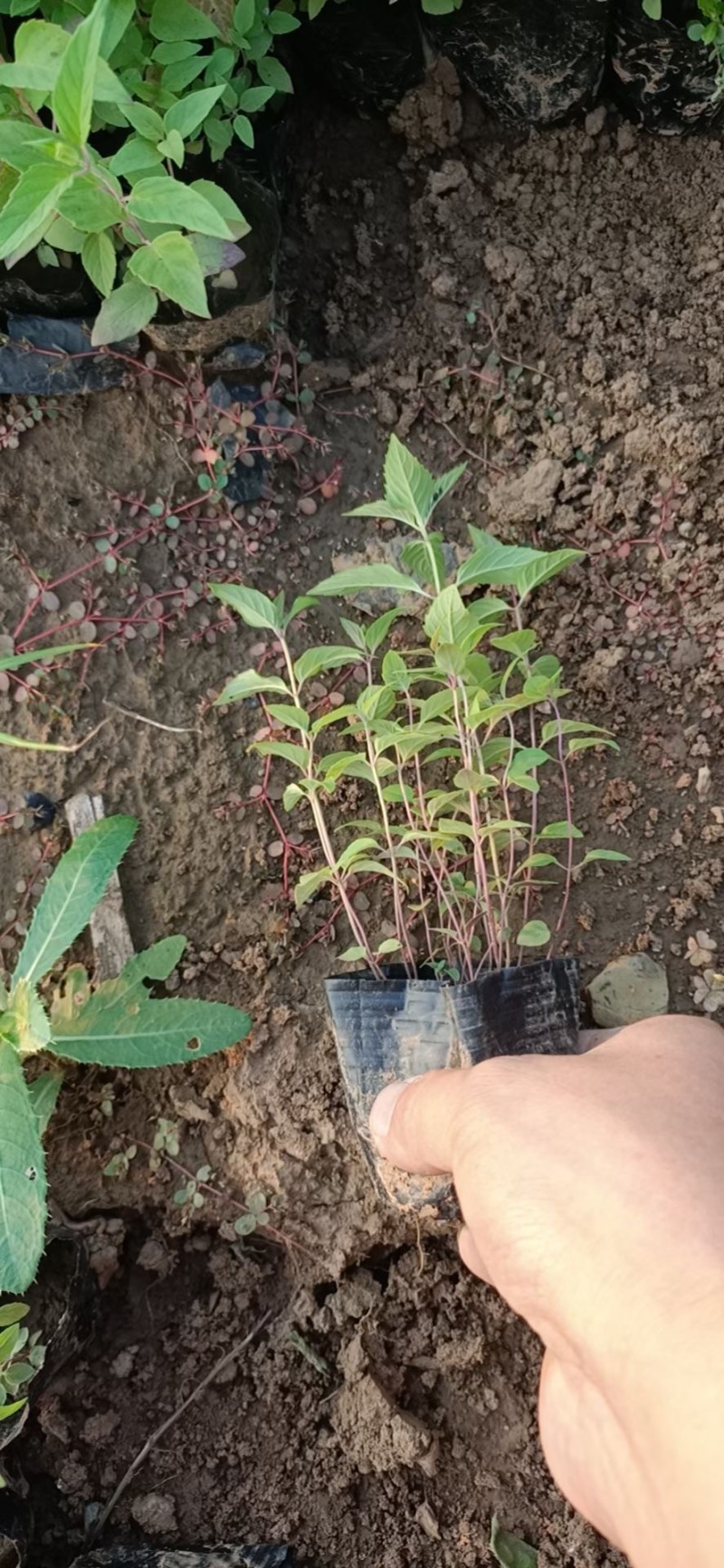 美国薄荷自产自销美国薄荷农户价格60万低价处理
