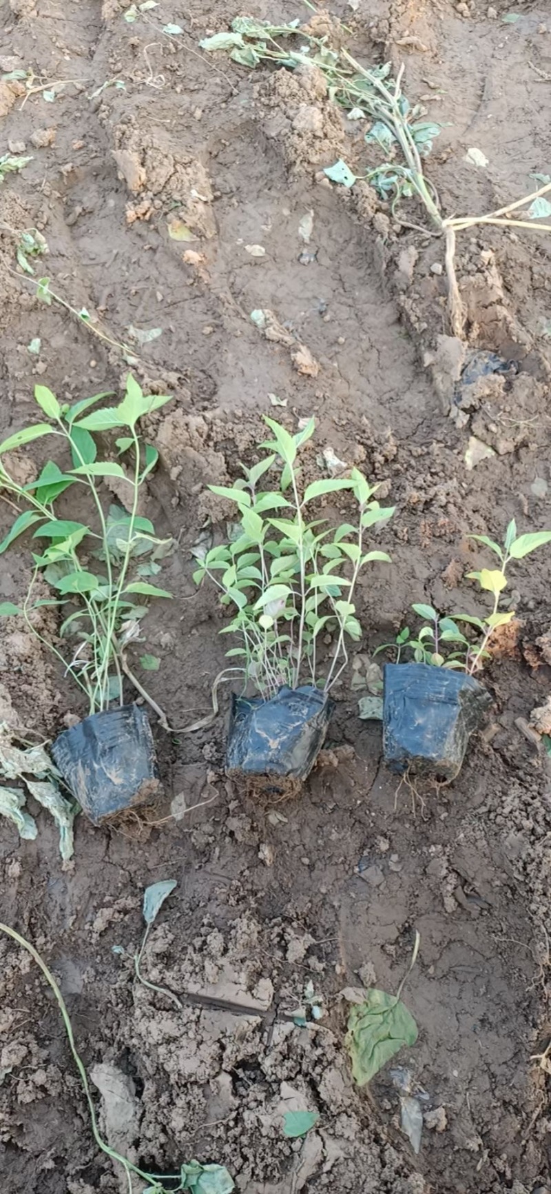 美国薄荷自产自销美国薄荷农户价格60万低价处理