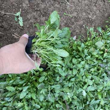 美丽月见草自产自销美丽月见草60万低价处理种植基地