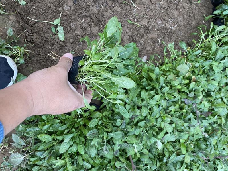 美丽月见草自产自销美丽月见草60万低价处理种植基地