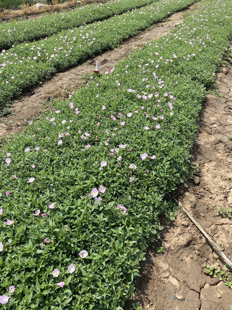 美丽月见草自产自销美丽月见草60万低价处理种植基地