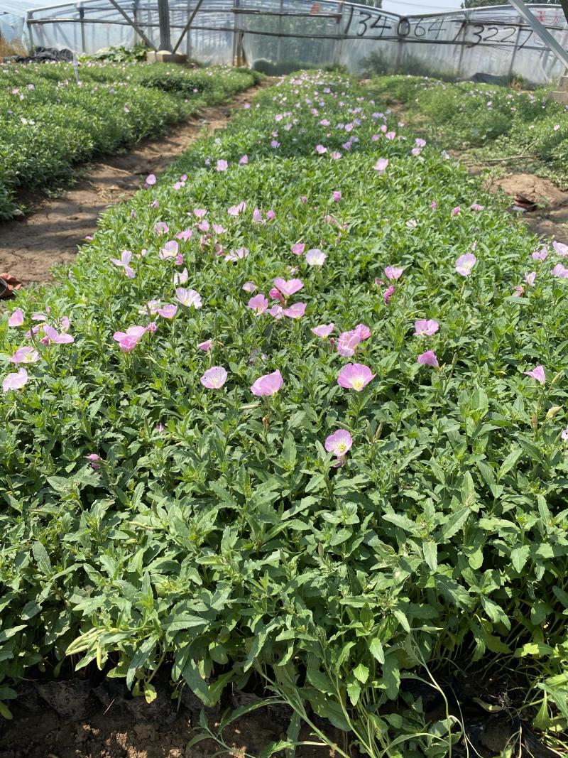 美丽月见草自产自销美丽月见草60万低价处理种植基地