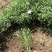美丽月见草自产自销美丽月见草60万低价处理种植基地