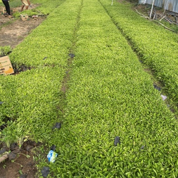 紫花地丁自产自销农户紫花地丁100万低价处理