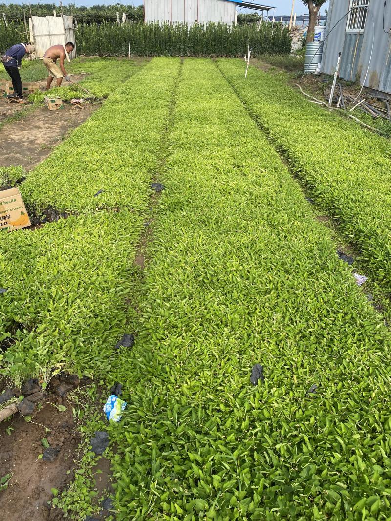 紫花地丁自产自销农户紫花地丁100万低价处理