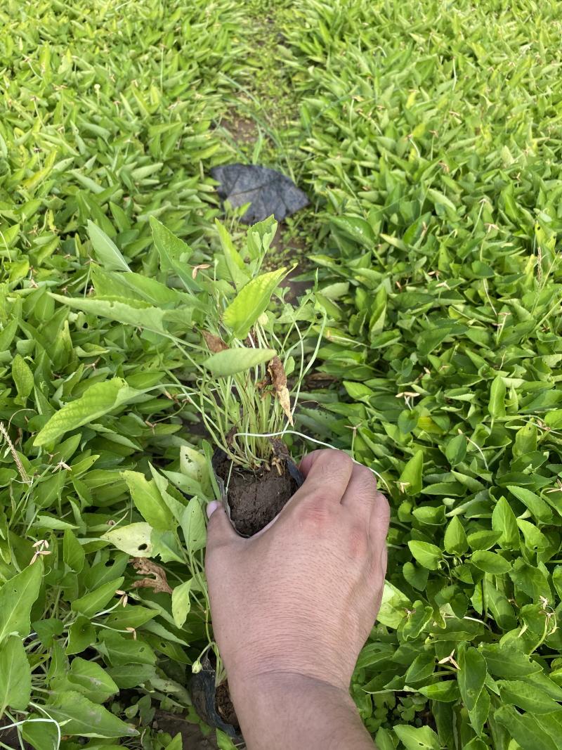 紫花地丁自产自销农户紫花地丁100万低价处理
