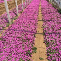 红花酢浆草种植基地600万红花酢浆草低价处理